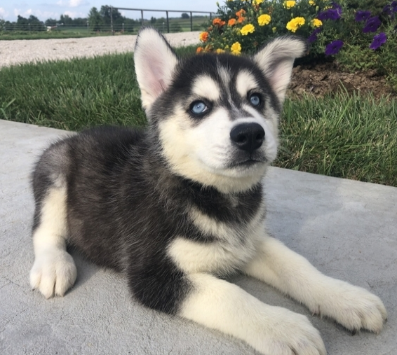 comprar cachorros sanos, baratos y asequibles para la venta